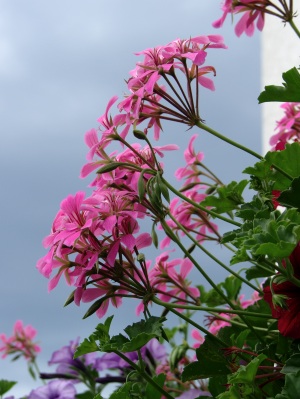 Blumen am Balkon