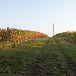Ein Weinberg im Herbst auf dem Rochusberg