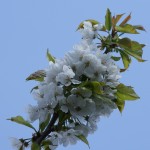Kirschblüten